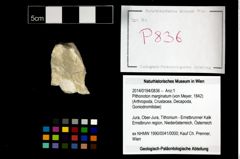 Foto (Objekt + Etikett) von Pithonoton marginatum (von Meyer, 1842)  (NHMW-GEO-2014-0194-0836)